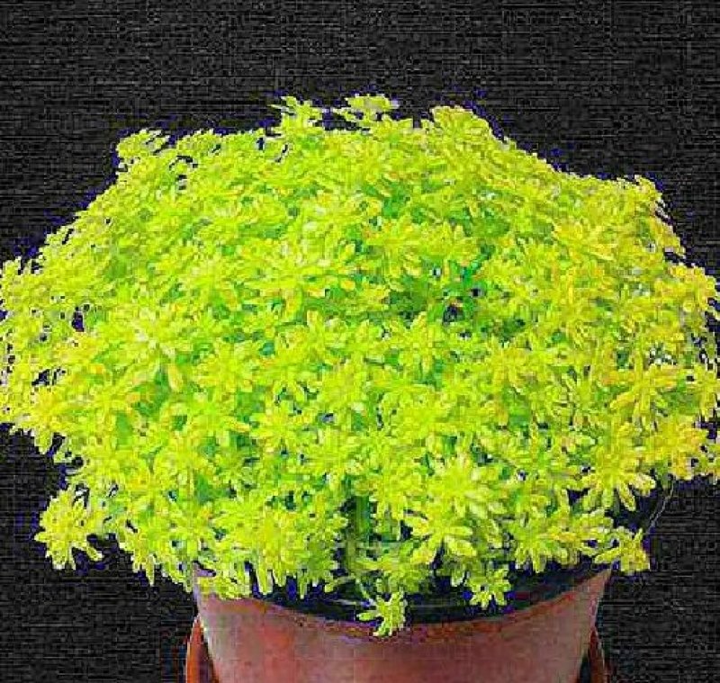 黄金万年草多肉植物盆栽护盆草肉肉植物绿植花卉原盆土栽好丸