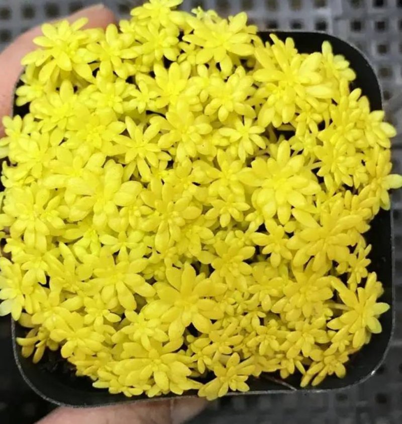 黄金万年草多肉植物盆栽护盆草肉肉植物绿植花卉原盆土栽好丸