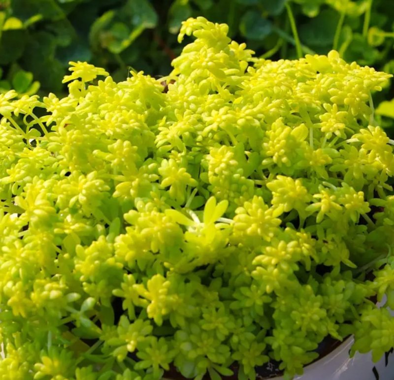 黄金万年草多肉植物盆栽护盆草肉肉植物绿植花卉原盆土栽好丸