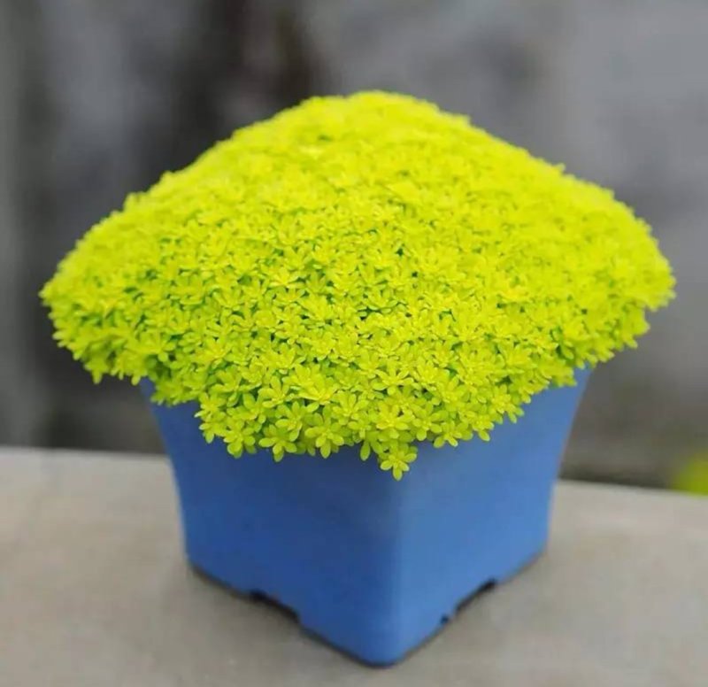 黄金万年草多肉植物盆栽护盆草肉肉植物绿植花卉原盆土栽好丸