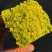 黄金万年草多肉植物盆栽护盆草肉肉植物绿植花卉原盆土栽好丸