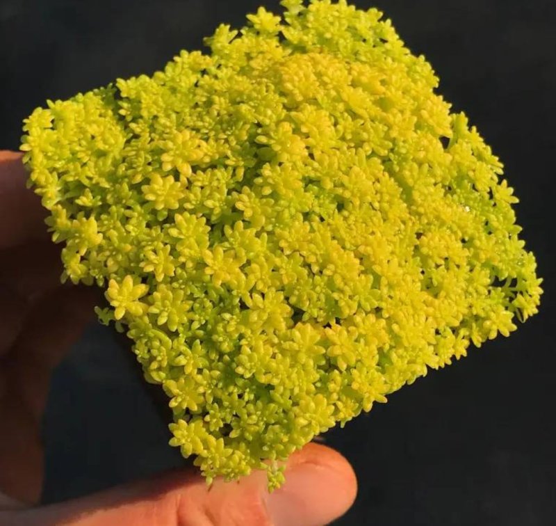 黄金万年草多肉植物盆栽护盆草肉肉植物绿植花卉原盆土栽好丸