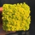 黄金万年草多肉植物盆栽护盆草肉肉植物绿植花卉原盆土栽好丸