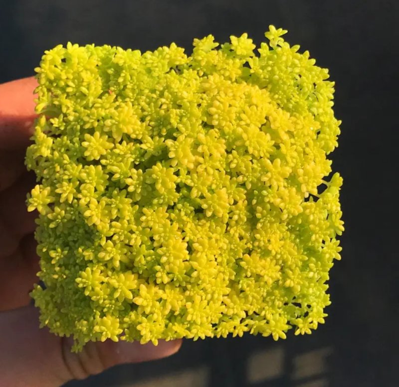 黄金万年草多肉植物盆栽护盆草肉肉植物绿植花卉原盆土栽好丸