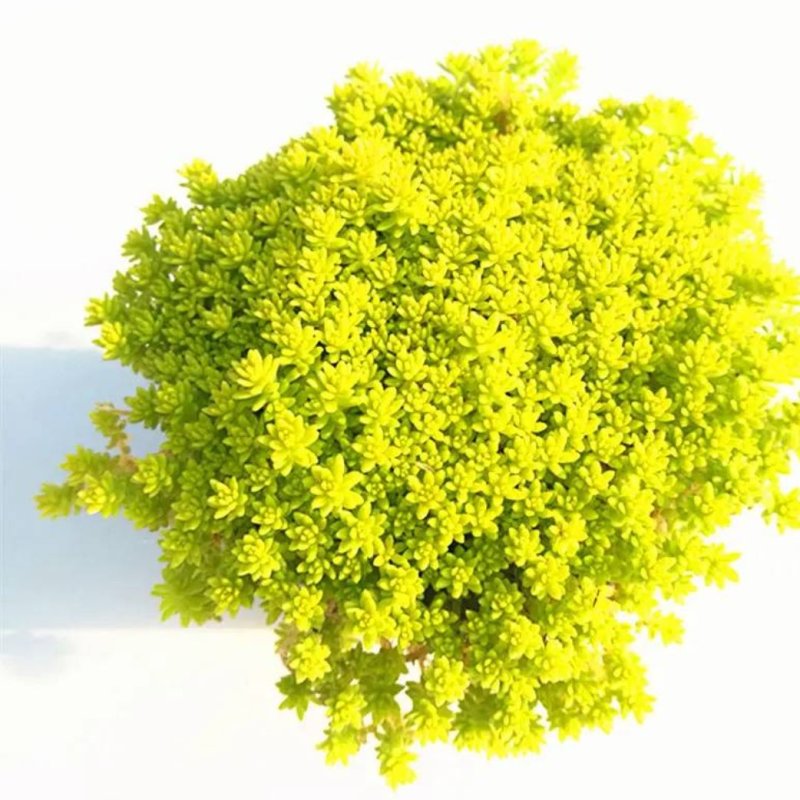 黄金万年草多肉植物盆栽护盆草肉肉植物绿植花卉原盆土栽好丸