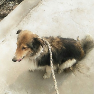 自家狗狗喜乐蒂牧羊犬