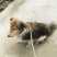 自家狗狗喜乐蒂牧羊犬