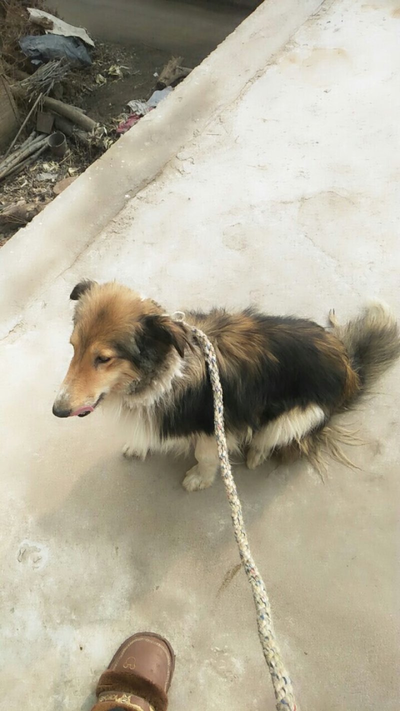 自家狗狗喜乐蒂牧羊犬