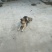 自家狗狗喜乐蒂牧羊犬