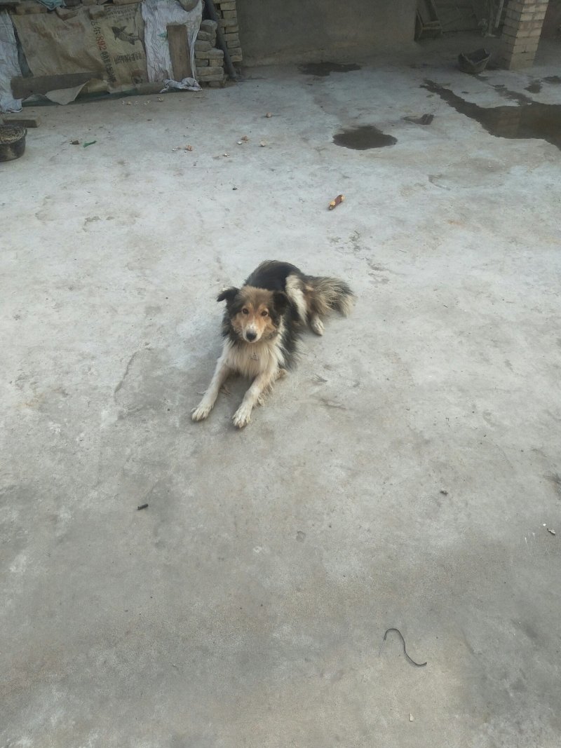 自家狗狗喜乐蒂牧羊犬