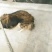 自家狗狗喜乐蒂牧羊犬
