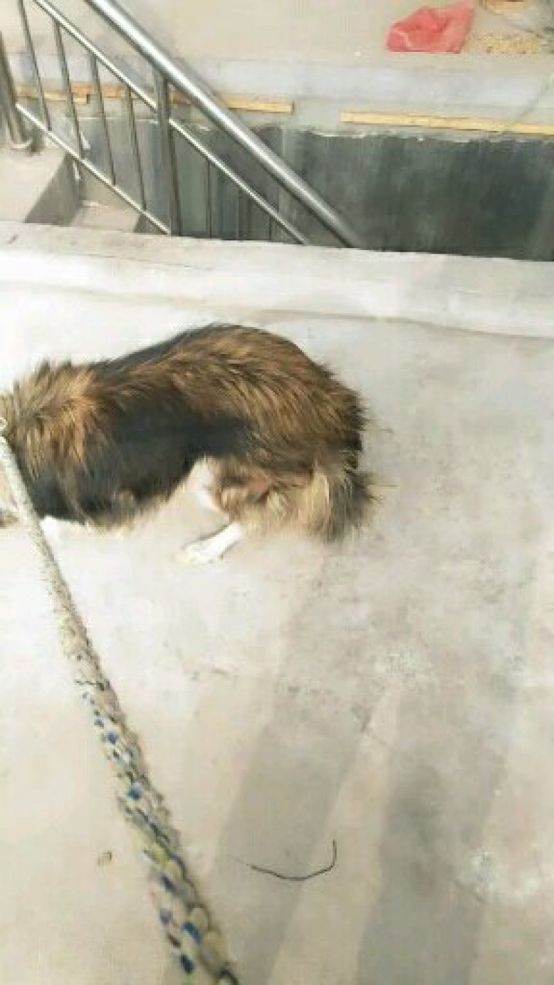 自家狗狗喜乐蒂牧羊犬