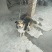 自家狗狗喜乐蒂牧羊犬