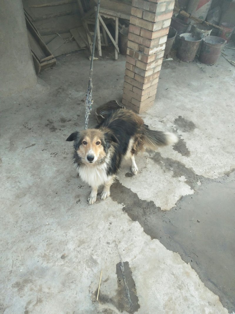 自家狗狗喜乐蒂牧羊犬
