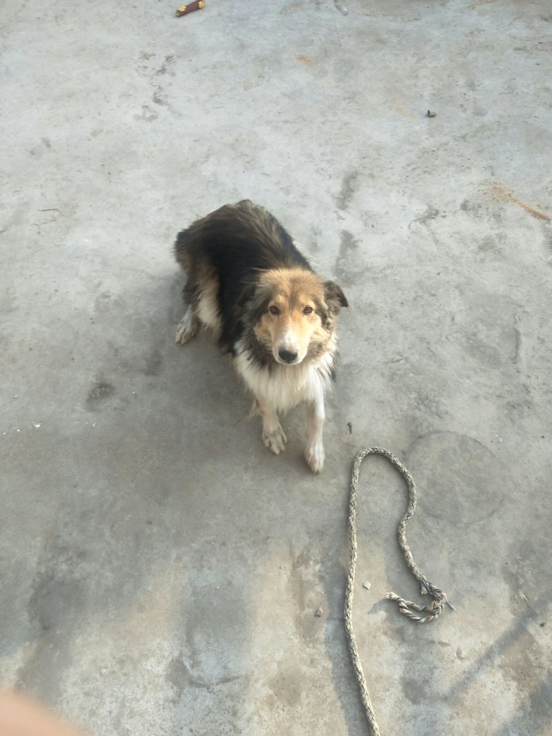 自家狗狗喜乐蒂牧羊犬