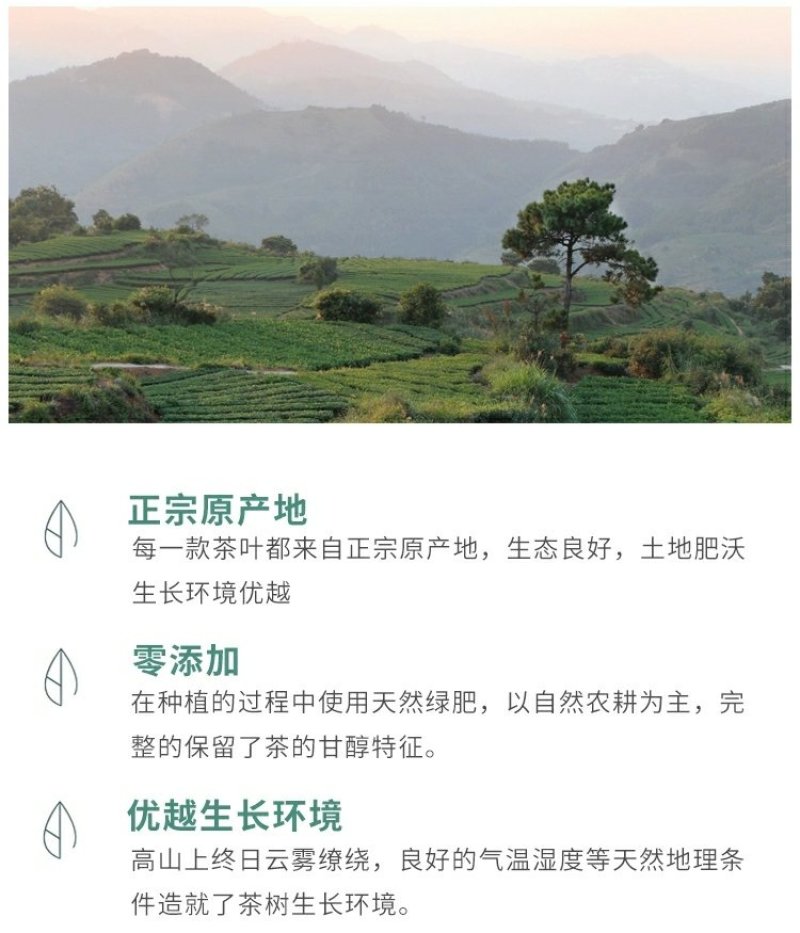 春茶上市安溪铁观音浓香型散装礼盒装