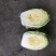 【热销中】江苏东台优质白菜，大白菜，黄心大白菜，大娃