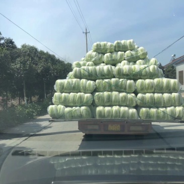 【热销中】江苏东台优质白菜，大白菜，黄心大白菜，大娃