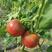 草莓西红柿苗铁皮柿子带绿肩薄皮口感佳采摘园
