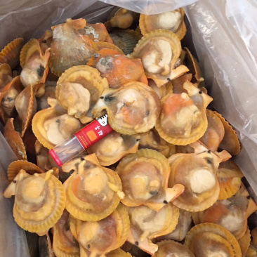 扇贝，大规格黄金贝扇贝黄金粉丝扇贝自助餐烧烤