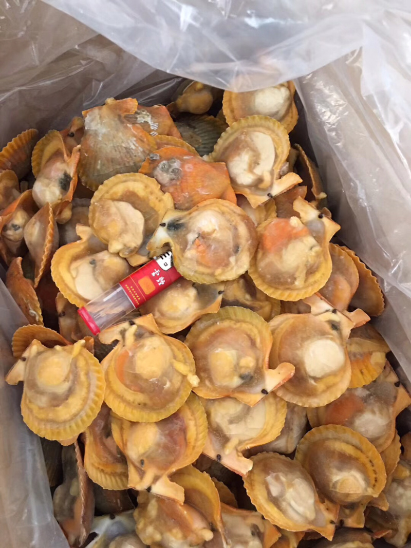扇贝，大规格黄金贝扇贝黄金粉丝扇贝自助餐烧烤