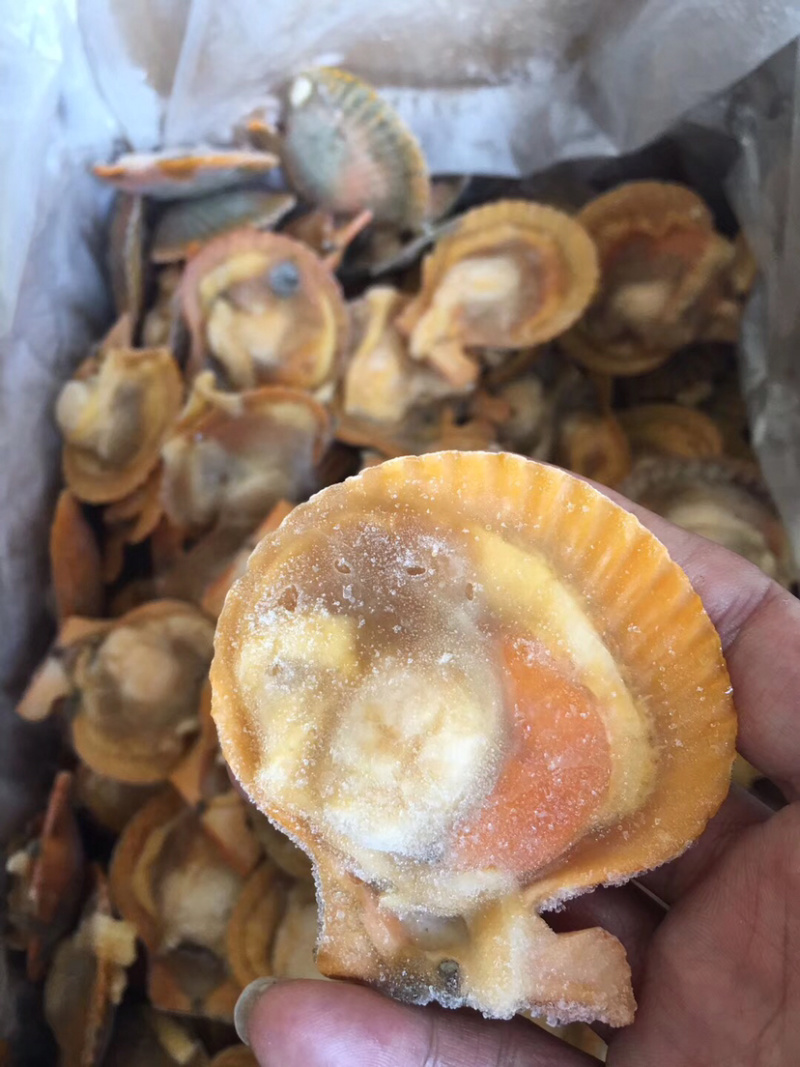 扇贝，大规格黄金贝扇贝黄金粉丝扇贝自助餐烧烤