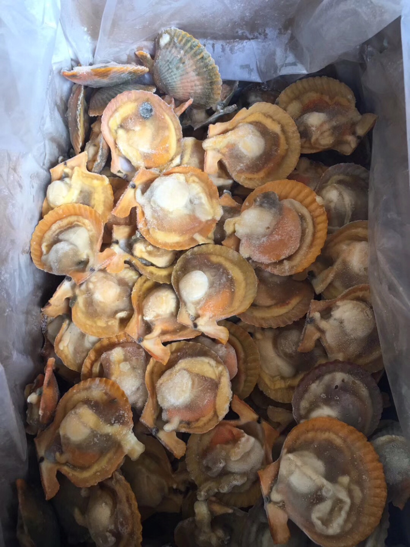 扇贝，大规格黄金贝扇贝黄金粉丝扇贝自助餐烧烤
