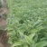 盆栽宿根鼠尾草，草花鼠尾草基地大量供应，质优价廉