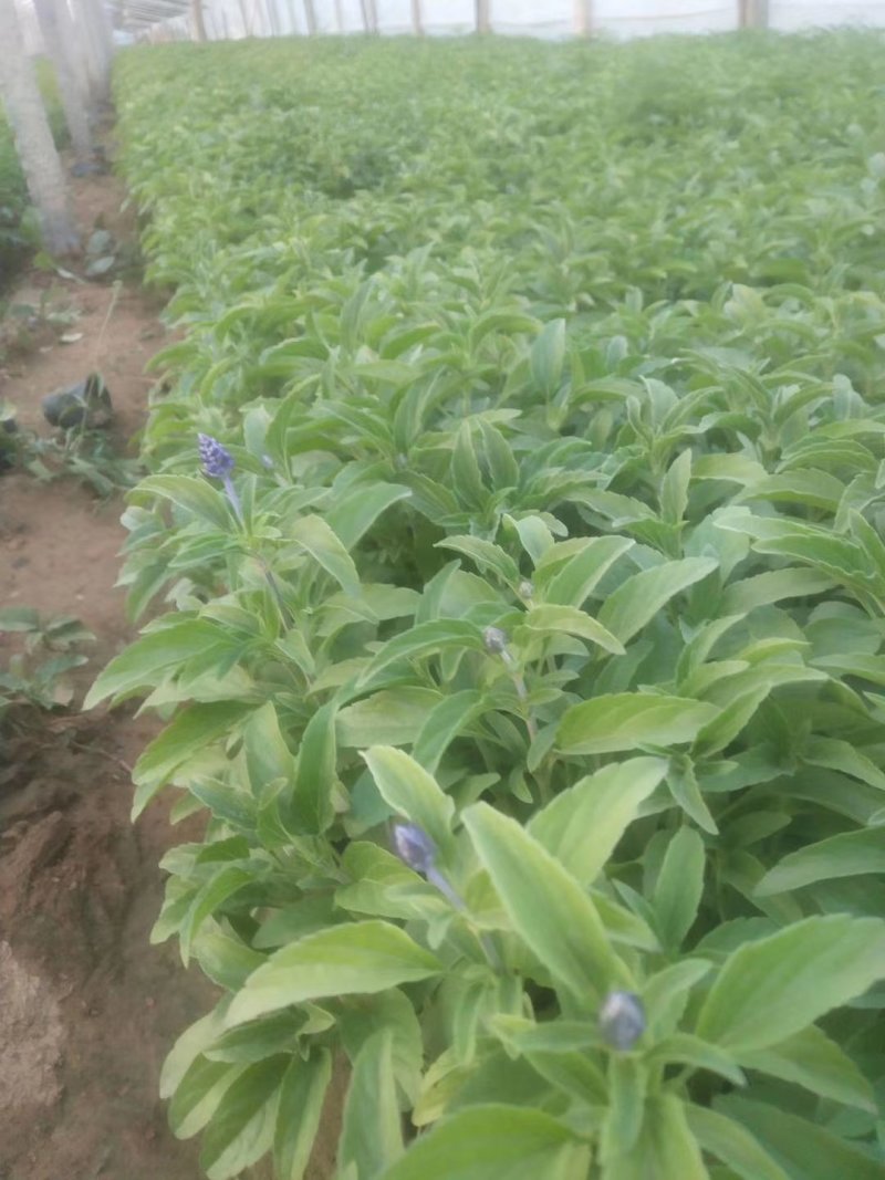盆栽宿根鼠尾草，草花鼠尾草基地大量供应，质优价廉