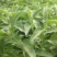 盆栽宿根鼠尾草，草花鼠尾草基地大量供应，质优价廉