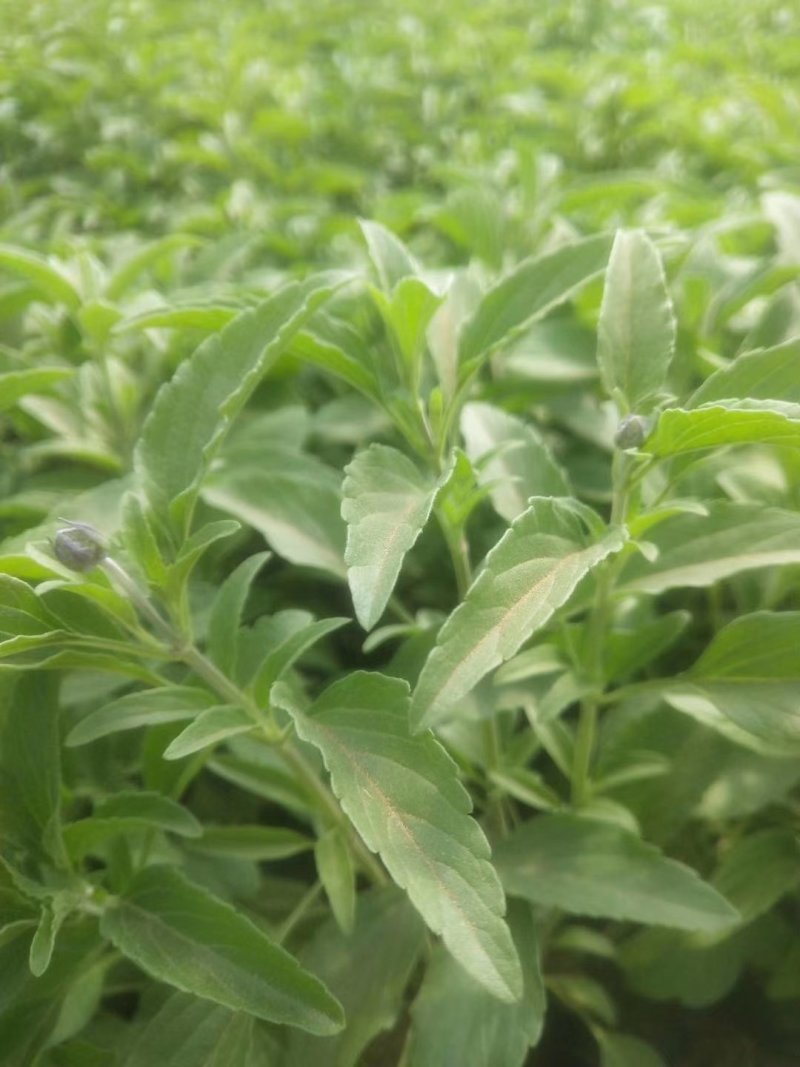 盆栽宿根鼠尾草，草花鼠尾草基地大量供应，质优价廉