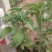 盆栽宿根鼠尾草，草花鼠尾草基地大量供应，质优价廉