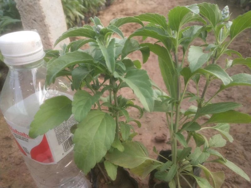 盆栽宿根鼠尾草，草花鼠尾草基地大量供应，质优价廉