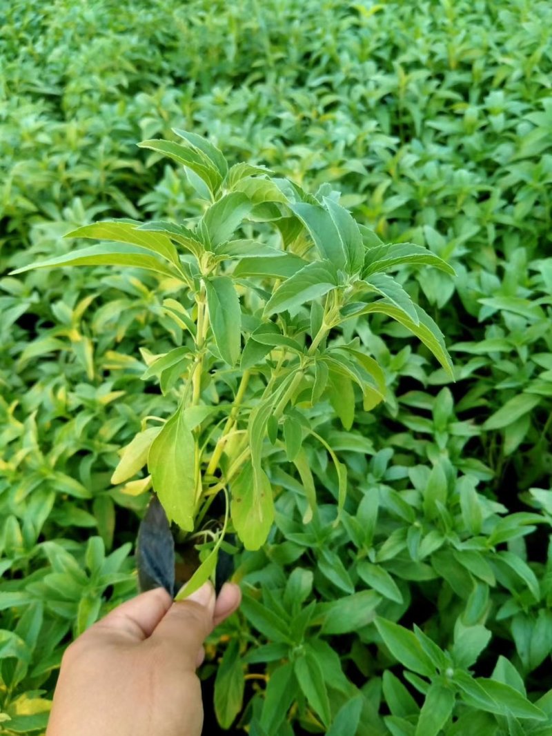 盆栽宿根鼠尾草，草花鼠尾草基地大量供应，质优价廉