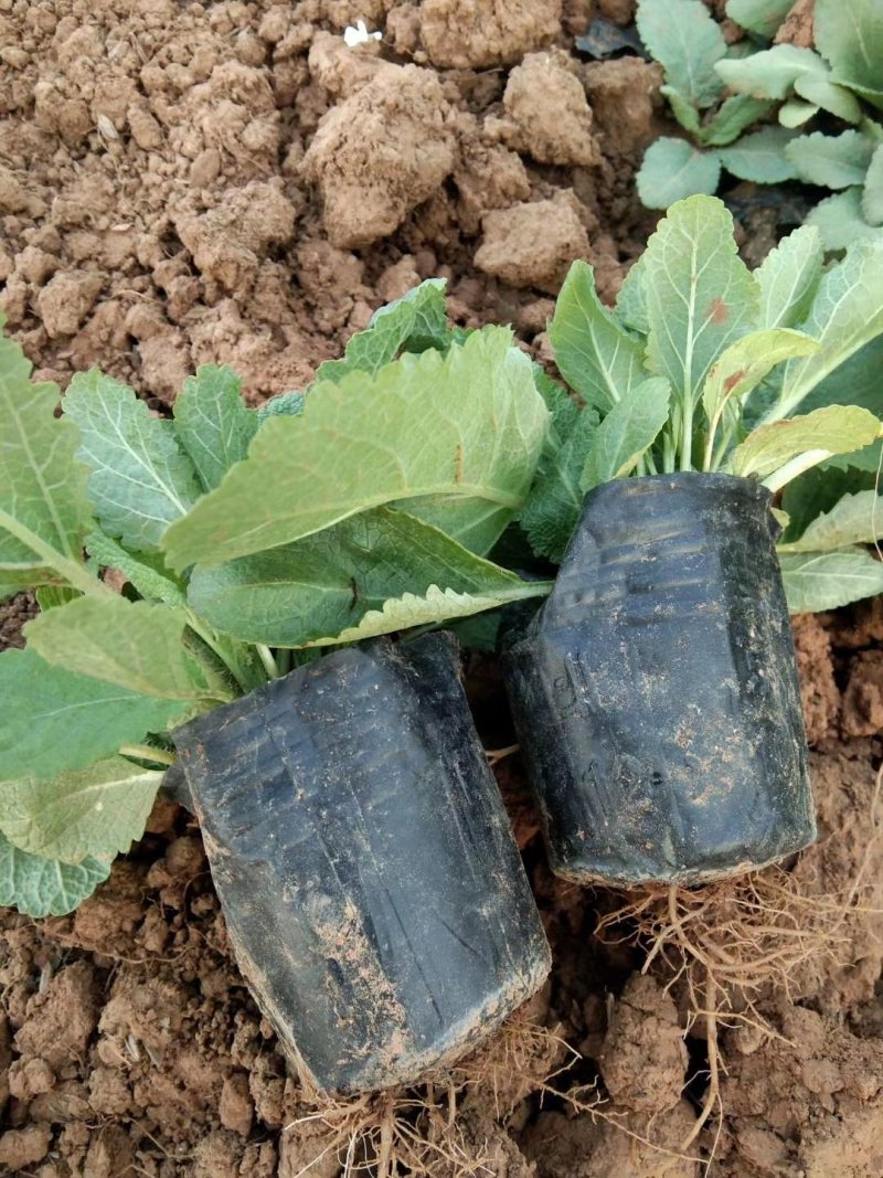 盆栽宿根鼠尾草，草花鼠尾草基地大量供应，质优价廉