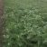 盆栽宿根鼠尾草，草花鼠尾草基地大量供应，质优价廉