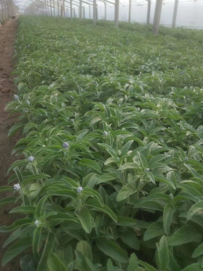 盆栽宿根鼠尾草，草花鼠尾草基地大量供应，质优价廉