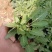 盆栽宿根鼠尾草，草花鼠尾草基地大量供应，质优价廉