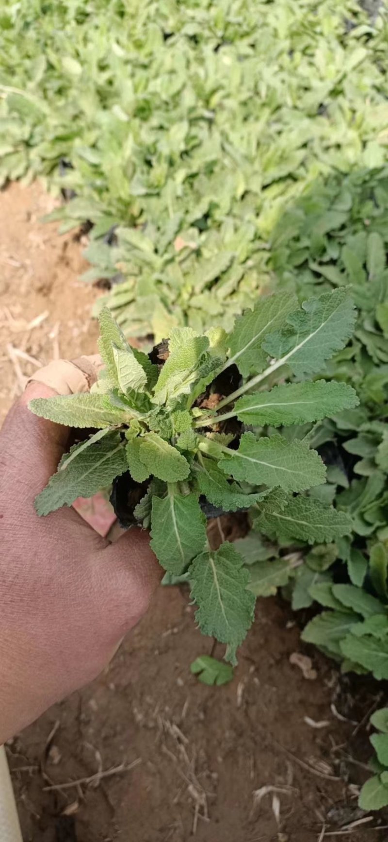 盆栽宿根鼠尾草，草花鼠尾草基地大量供应，质优价廉