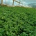 盆栽宿根鼠尾草，草花鼠尾草基地大量供应，质优价廉