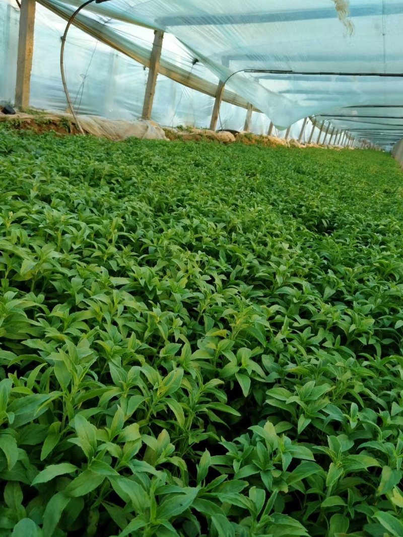 盆栽宿根鼠尾草，草花鼠尾草基地大量供应，质优价廉
