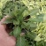 盆栽宿根鼠尾草，草花鼠尾草基地大量供应，质优价廉