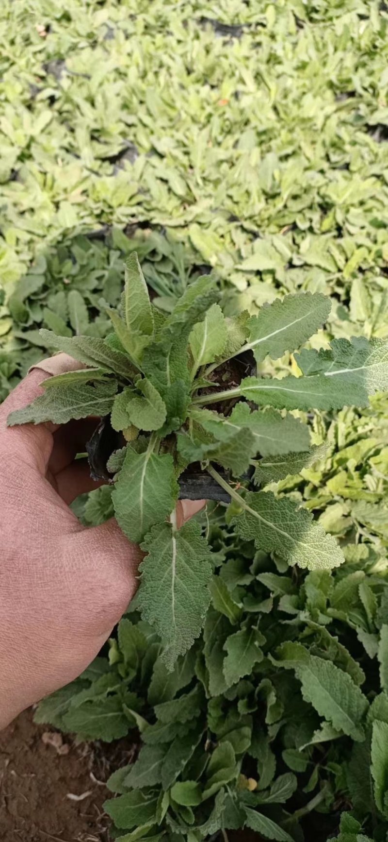 盆栽宿根鼠尾草，草花鼠尾草基地大量供应，质优价廉