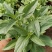 盆栽宿根鼠尾草，草花鼠尾草基地大量供应，质优价廉