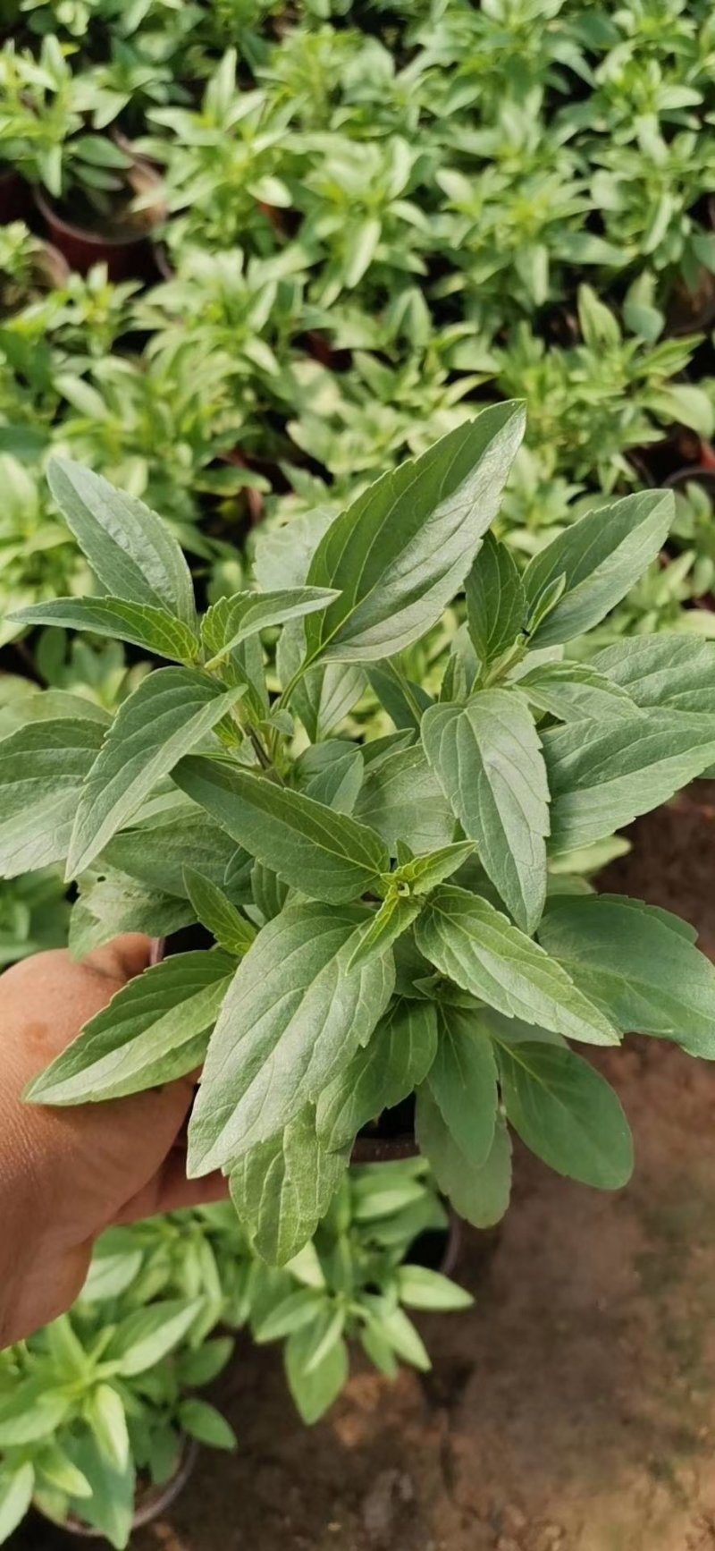 盆栽宿根鼠尾草，草花鼠尾草基地大量供应，质优价廉
