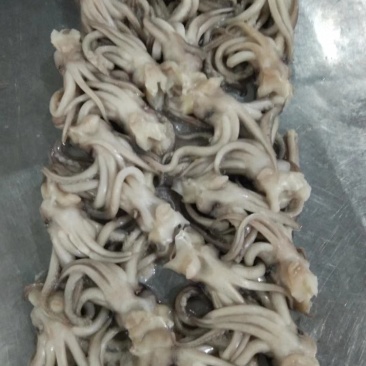 鱿鱼机洗头单冻鱿鱼头鱿鱼头