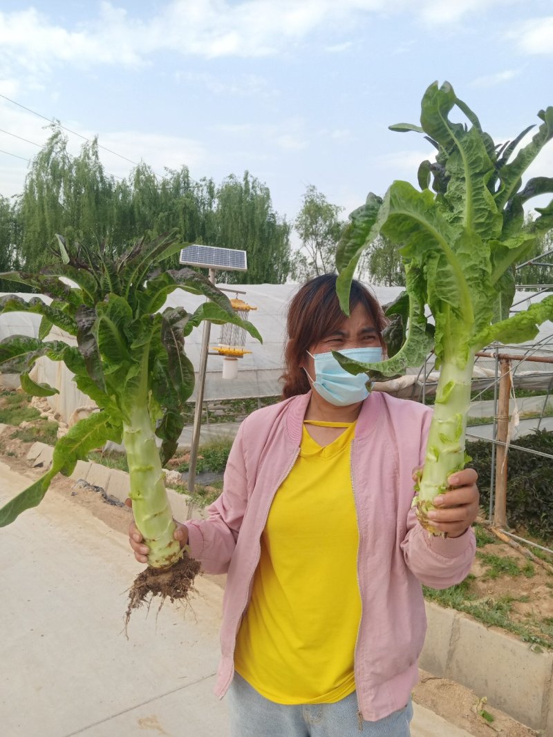 精品莴笋上市了，，