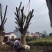 古银杏树，园林古树，银杏树苗，自产自销，薄利多消，