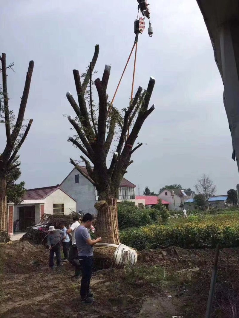 古银杏树，园林古树，银杏树苗，自产自销，薄利多消，