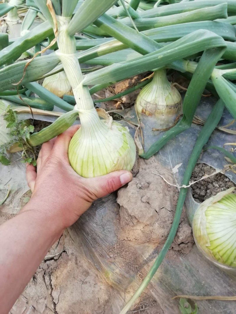 精品山东临沂郯城黄皮洋葱，耐储藏运输，产地批发，保质保量